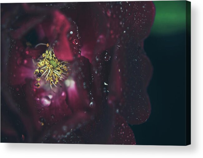 Red Roses Acrylic Print featuring the photograph I Can Feel Your Heart Beating by Laurie Search