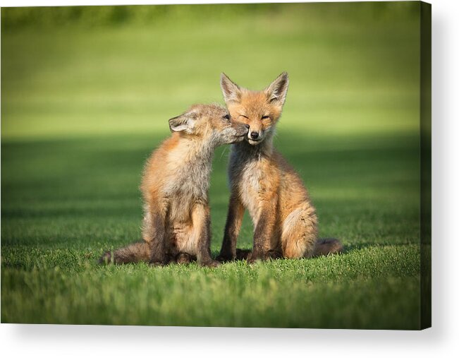 Fox Acrylic Print featuring the photograph I Still Love You by Everet Regal