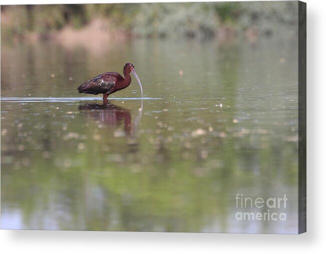 Ibis Acrylic Print featuring the photograph Ibis in the environment by Ruth Jolly