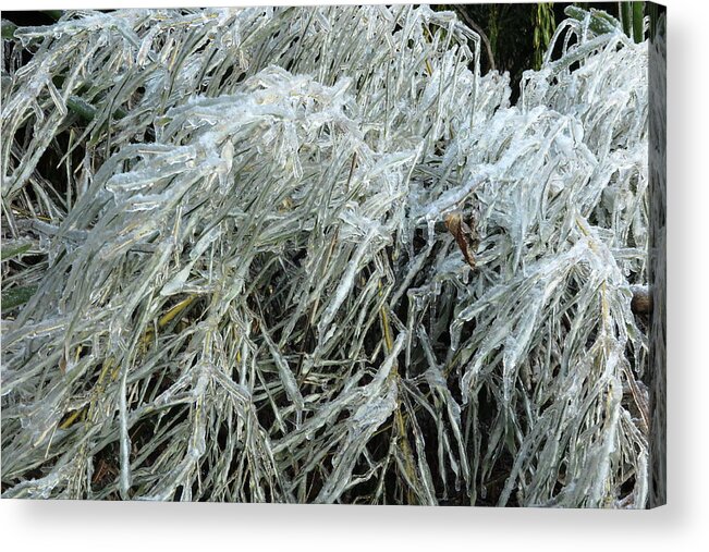 Ice Acrylic Print featuring the photograph Ice On Bamboo Leaves by Daniel Reed
