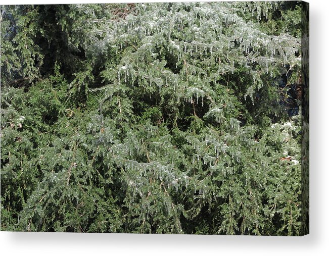Ice Acrylic Print featuring the photograph Ice On Eastern Red Cedar by Daniel Reed