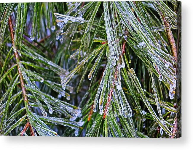 Ice Acrylic Print featuring the photograph Ice On Pine Needles by Daniel Reed