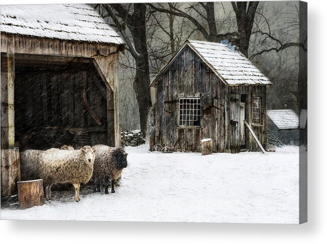 Sheep Acrylic Print featuring the photograph Icing on the Capes by Robin-Lee Vieira