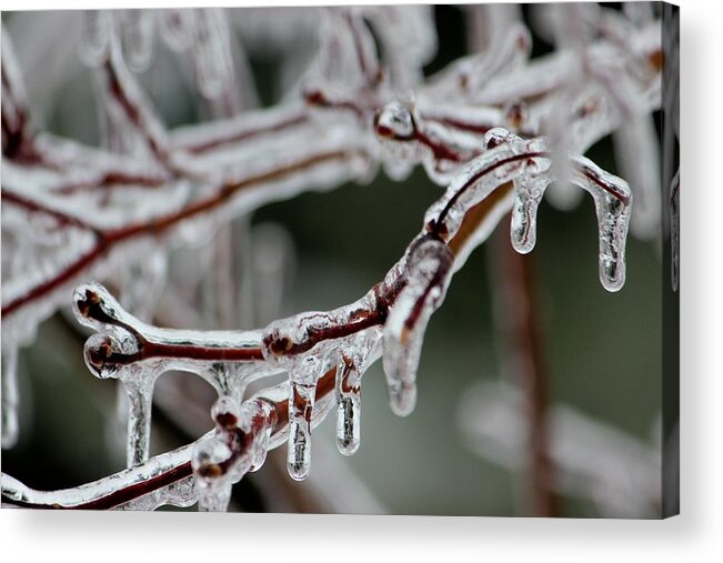 Ice Acrylic Print featuring the photograph Icy branches by Jewels Hamrick