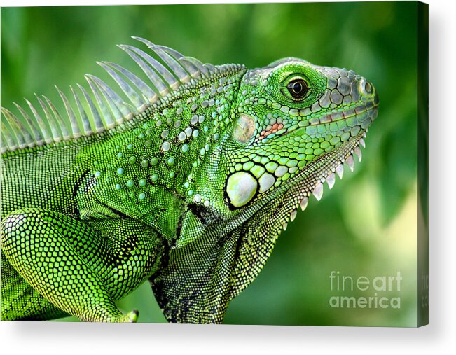 Nature Acrylic Print featuring the photograph Iguana by Francisco Pulido