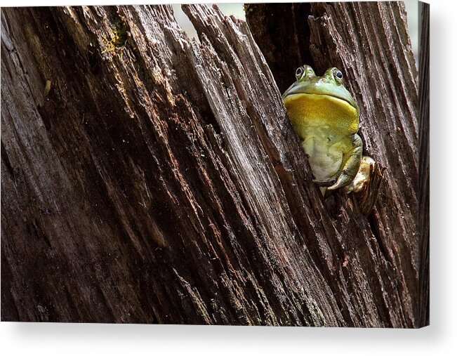 Color Acrylic Print featuring the photograph I'm A Little Big Grumpy by Dawn J Benko