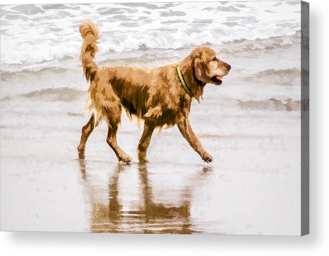 Big Dog Acrylic Print featuring the digital art I'm Back by Photographic Art by Russel Ray Photos