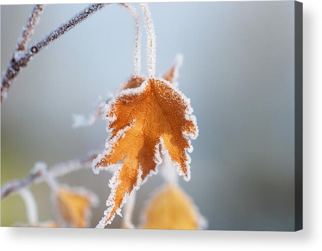 Winter Frost Framed Prints Acrylic Print featuring the photograph I'm Cold by Kevin Bone