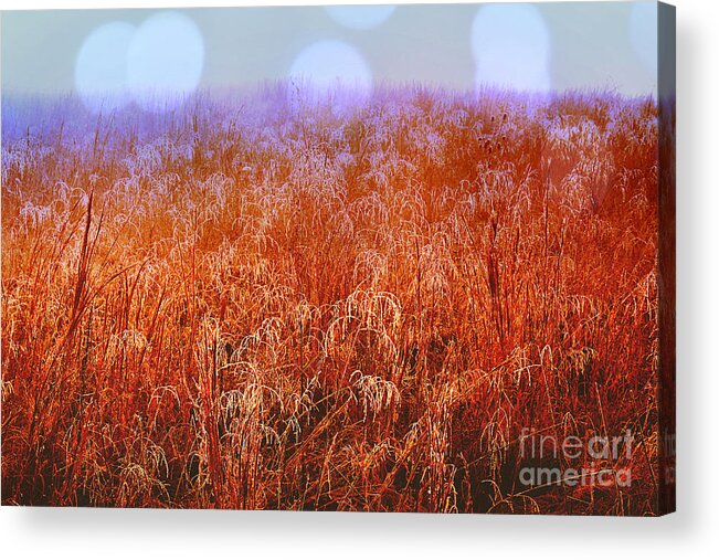 Field Acrylic Print featuring the photograph Imagine by Carlee Ojeda