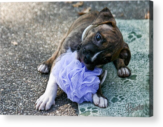 Pup Acrylic Print featuring the photograph Imma Git U  Pit Bull Pup by Ann Ranlett