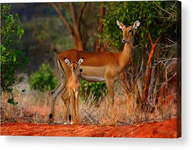 Baby Impala Acrylic Print featuring the photograph Impala and young by Amanda Stadther