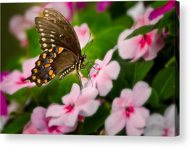 Butterfly Acrylic Print featuring the photograph Impatient Swallowtail by Bill Wakeley