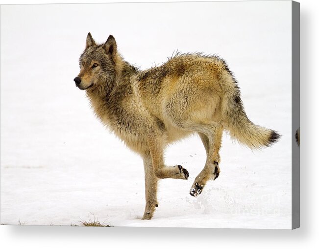 Grey Wolf Acrylic Print featuring the photograph Impulse by Aaron Whittemore