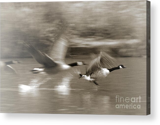 Canada Geese Acrylic Print featuring the photograph In a Blur of Feathers by Jeremy Hayden
