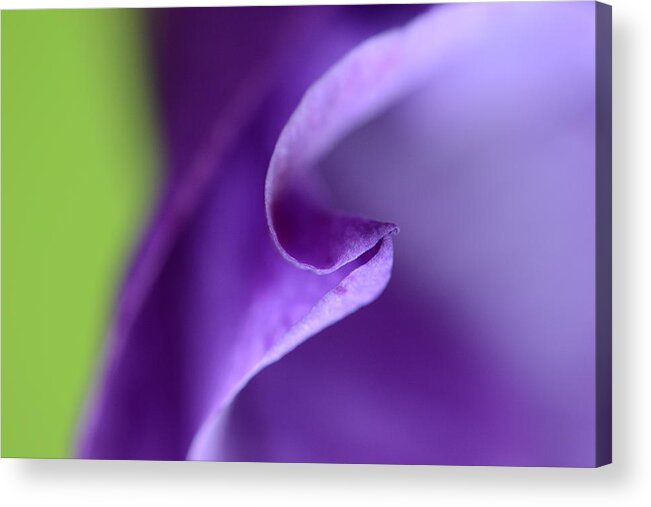 Flower Acrylic Print featuring the photograph In a Silent Moment by Melanie Moraga