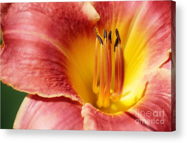 Barbara Bardzik Acrylic Print featuring the photograph In Bloom by Barbara Bardzik