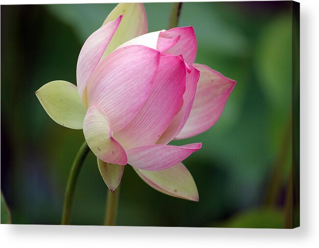 Lotus Acrylic Print featuring the photograph In Bloom by Mike Trueblood