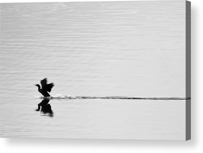 B&w Acrylic Print featuring the photograph In for a Landing by Ronda Broatch