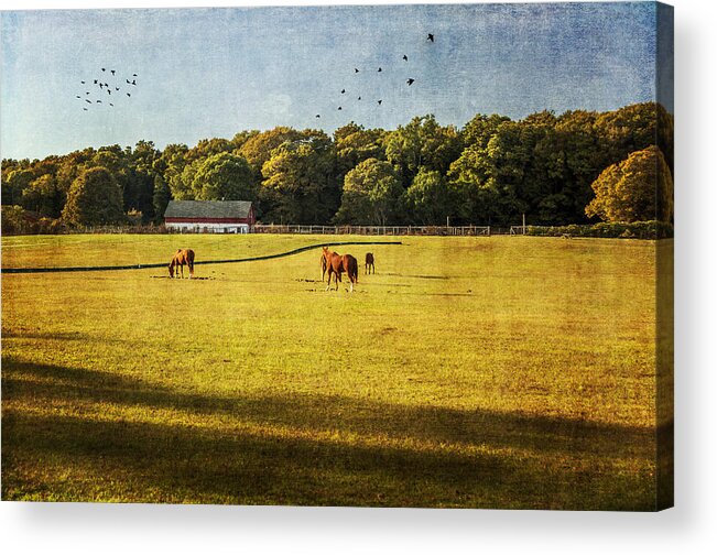 Horses Acrylic Print featuring the photograph In Golden Pastures by Cathy Kovarik