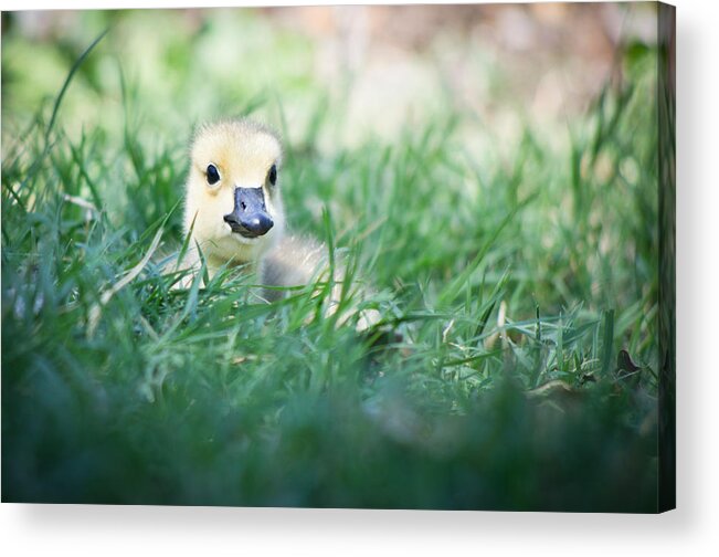 Bird Acrylic Print featuring the photograph In The Grass by Priya Ghose