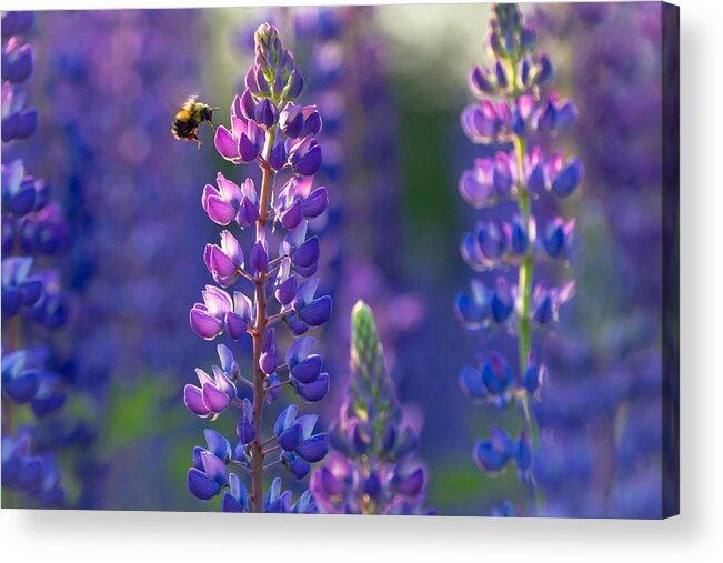 Lupine Acrylic Print featuring the photograph In The Land Of Lupine by Mary Amerman