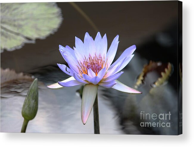 Waterlilies Acrylic Print featuring the photograph In the Morning Light by Yvonne Wright