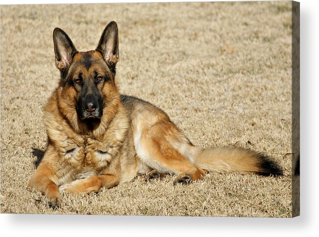 German Shepherd Acrylic Print featuring the photograph In the Sunshine by Sandy Keeton