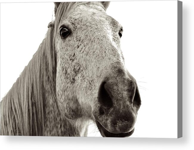 Horse Face Photograph Acrylic Print featuring the photograph In Your Face by Kristina Deane