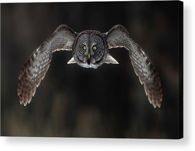 Owl Acrylic Print featuring the photograph In Your Face. by Peter Stahl