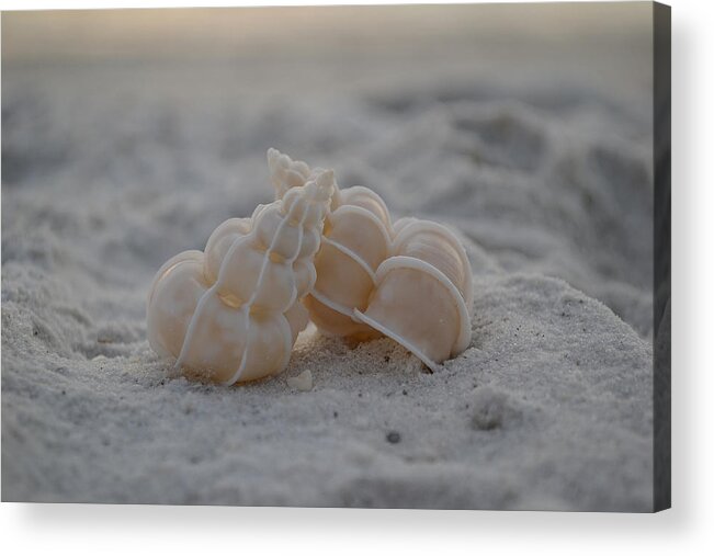 Seashells Acrylic Print featuring the photograph In Your Light by Melanie Moraga