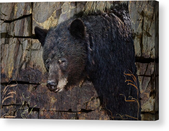 Black Bear Acrylic Print featuring the photograph Inconspicuous Bear by Ed Hall