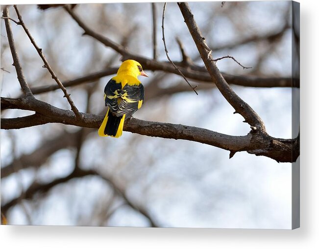 Indian Golden Oriole Acrylic Print featuring the photograph Indian Golden Oriole by Fotosas Photography