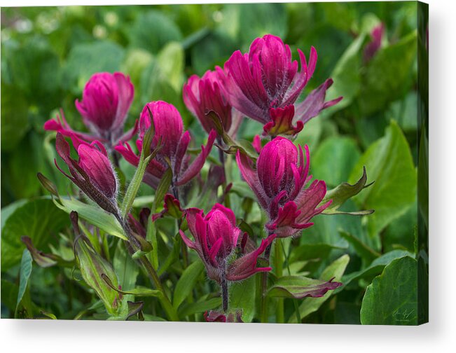 Wyoming Acrylic Print featuring the photograph Indian Paintbrush Wildflowers by Aaron Spong
