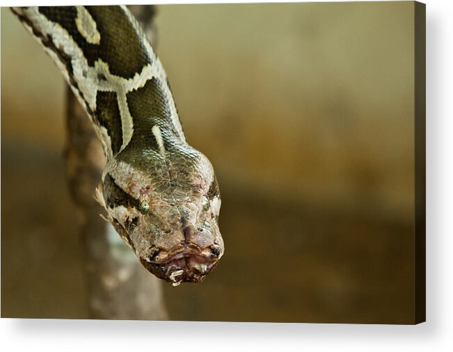 Shimoga Acrylic Print featuring the photograph Indian Python by SAURAVphoto Online Store