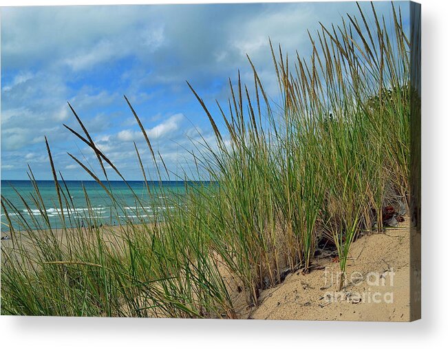Indiana Dunes Acrylic Print featuring the photograph Indiana Dunes Sea Oats by Amy Lucid