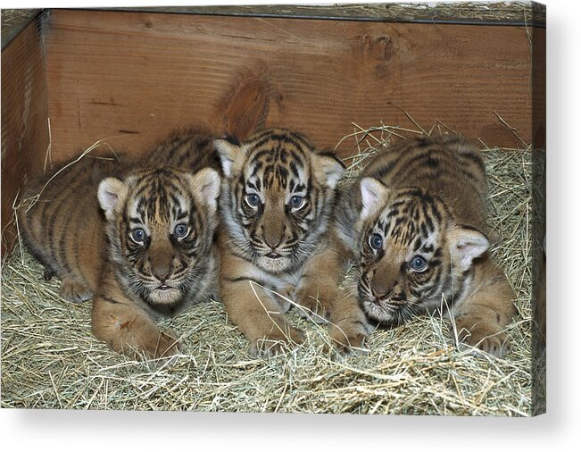 Feb0514 Acrylic Print featuring the photograph Indochinese Tiger Cubs In Sleeping Box by San Diego Zoo