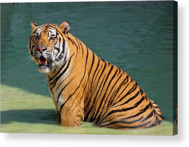 Indochinese tigers