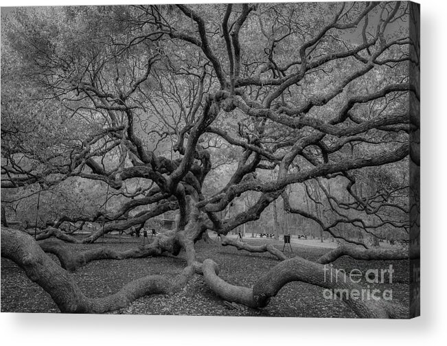 Angel Oak Tree Acrylic Print featuring the photograph Infrared Angel Oak Tree by Dale Powell