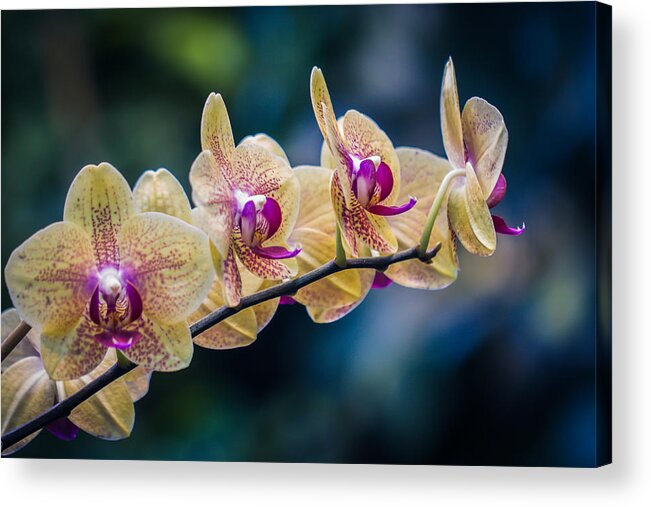 Orchids Acrylic Print featuring the photograph Inner Beauty by Sara Frank