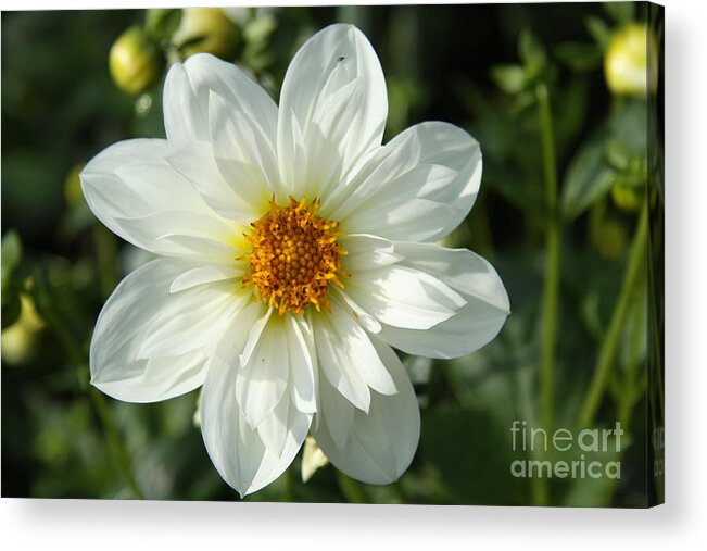 Dahlia Acrylic Print featuring the photograph Innocent White by Christiane Schulze Art And Photography