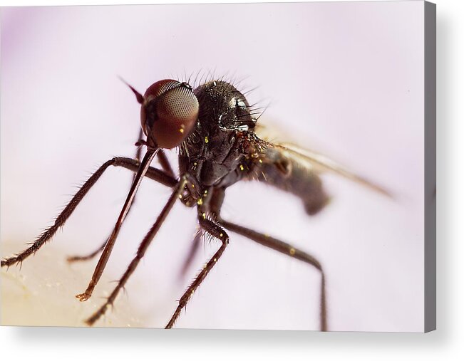 Animals Acrylic Print featuring the photograph Insect Extreme macro fly with pollen by Mr Bennett Kent