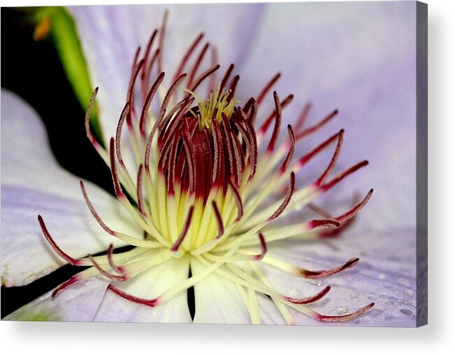 Flower Acrylic Print featuring the photograph Inside a Clematis by Karen Silvestri