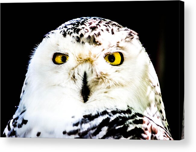 Owl Acrylic Print featuring the photograph Intensity by Sara Frank