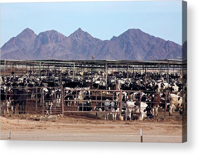 Animal Acrylic Print featuring the photograph Intensive Cattle Farm by Jim West