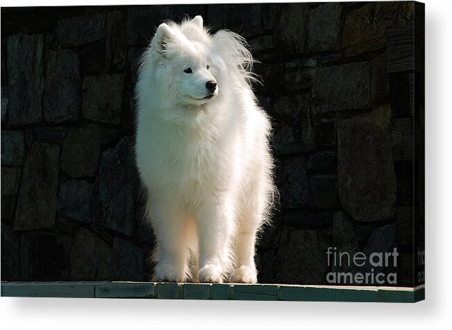 Dog Acrylic Print featuring the photograph Intent by Lois Bryan