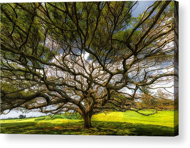 Maui Acrylic Print featuring the photograph Intertwined by Chuck Jason