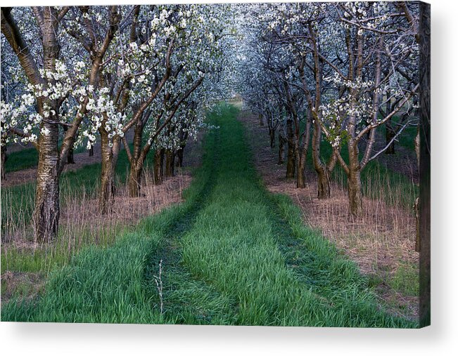 Flower Acrylic Print featuring the photograph Into the Cherry Orchard at Evening by Mary Lee Dereske