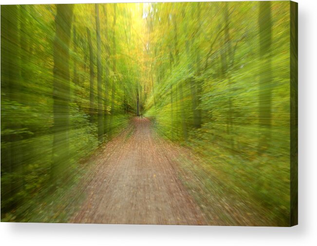 Into The Forest Acrylic Print featuring the photograph Into the Forest by Rob Huntley