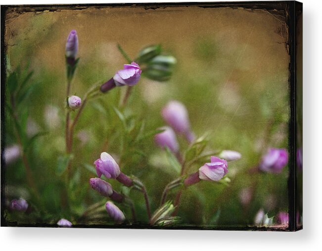 Pink Flowers Acrylic Print featuring the photograph Into The Garden by Michael Eingle