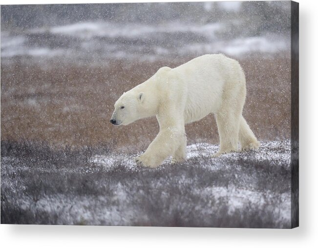 Polar Acrylic Print featuring the photograph Into The Storm by Marco Pozzi